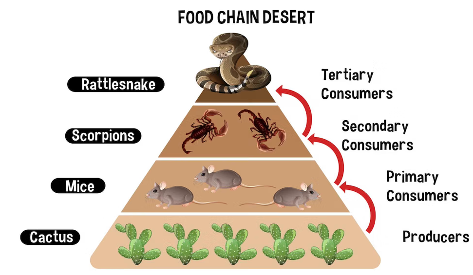 Dari Predator ke Polutan: Membedah Kompleksitas “Rantai Makanan” di Era Modern
